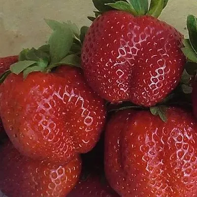 Клубника ДЕСТЕНИ  Клубника ДЕСТЕНИ в Мурманске