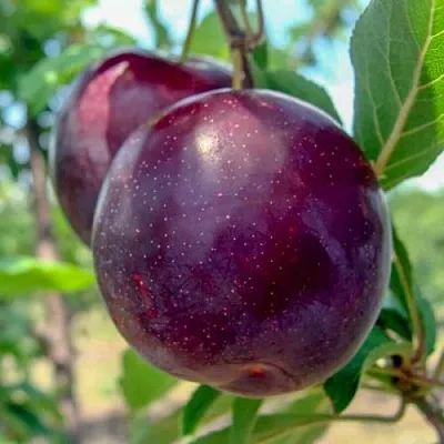 Слива АНЖЕЛИНО  Слива АНЖЕЛИНО в Мурманске