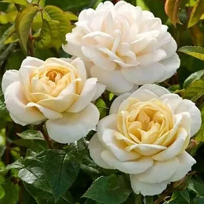 Саженцы роз ДЖЕЙ ПИ КОННЕЛ шраб  Саженцы роз ДЖЕЙ ПИ КОННЕЛ шраб в Мурманске