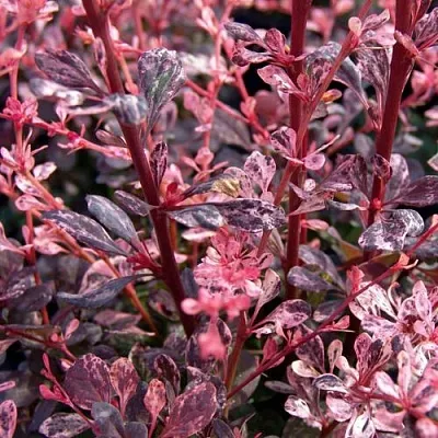 Барбарис АРЛЕКИН тунберга в Мурманске