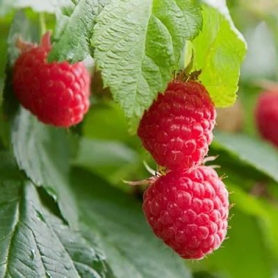 Малина МАРАВИЛЛА в Мурманске