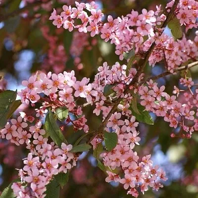 Черемуха КОЛОРАТА в Мурманске