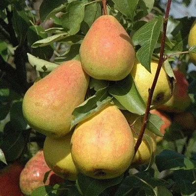 Груша СЕВЕРЯНКА  Груша СЕВЕРЯНКА в Мурманске