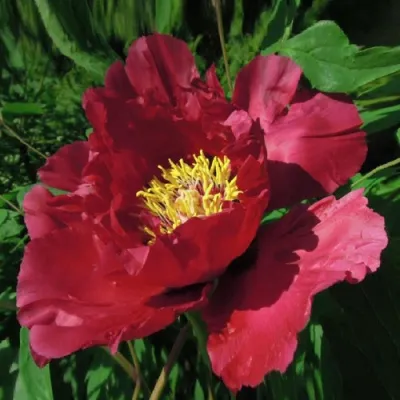 Пион КРАСНЫЙ ЛОТОС древовидный в Мурманске