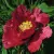 Пион КРАСНЫЙ ЛОТОС древовидный — описание сорта Пион КРАСНЫЙ ЛОТОС древовидный в Мурманске