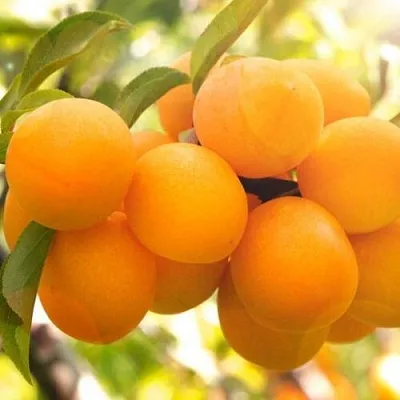 Слива МАРА  Слива МАРА в Мурманске