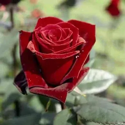 Саженцы роз ТАБУ чайно-гибридная в Мурманске