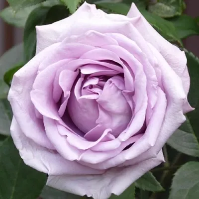 Саженцы роз ИНДИГОЛЕТТА плетистая  Саженцы роз ИНДИГОЛЕТТА плетистая в Мурманске