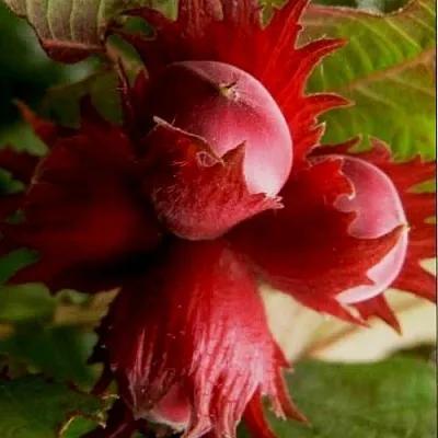 Фундук БАГРЯНЕЦ в Мурманске