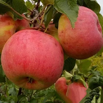 Яблоня БОЛОТОВСКОЕ в Мурманске