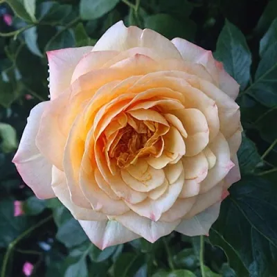 Саженцы роз АБЕЙ ДЕ СЕНТ-АМАН шраб  Саженцы роз АБЕЙ ДЕ СЕНТ-АМАН шраб в Мурманске