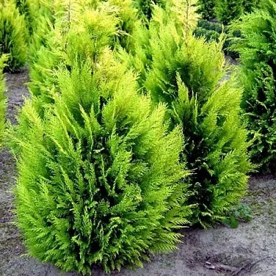 Кипарисовик ИВОНЕ лавсана в Мурманске