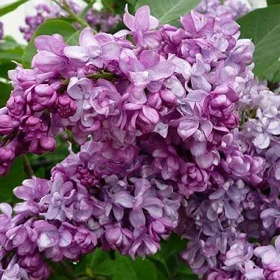 Сирень ГЕНЕРАЛ ПЕРШИНГ  Сирень ГЕНЕРАЛ ПЕРШИНГ в Мурманске