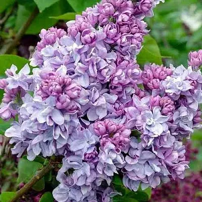 Сирень КАТЕРИНА ХАВЕМЕЙЕР  Сирень КАТЕРИНА ХАВЕМЕЙЕР в Мурманске