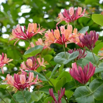 Жимолость ГЕКРОТА в Мурманске