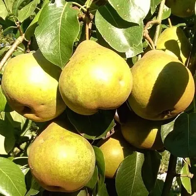 Груша ПЛАТОНОВСКАЯ  Груша ПЛАТОНОВСКАЯ в Мурманске