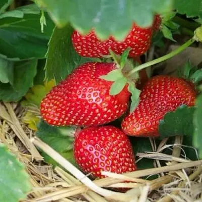 Клубника МОНТЕРЕЙ ремонтантная  Клубника МОНТЕРЕЙ ремонтантная в Мурманске