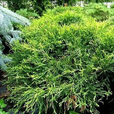 Кипарисовик ФИЛИФЕРА АУРЕА ВАРИЕГАТТА горохоплодный в Мурманске