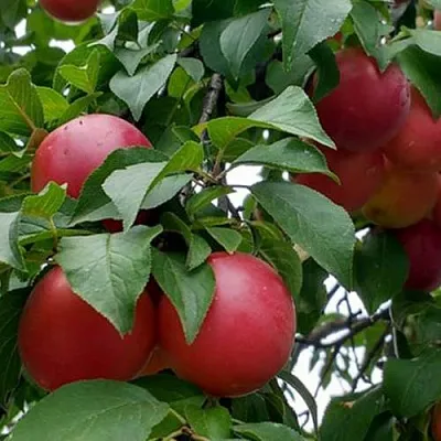 Плумкот БИРИКОККОЛО ГИГАНТЕ ДИ БУДРИО  Плумкот БИРИКОККОЛО ГИГАНТЕ ДИ БУДРИО в Мурманске