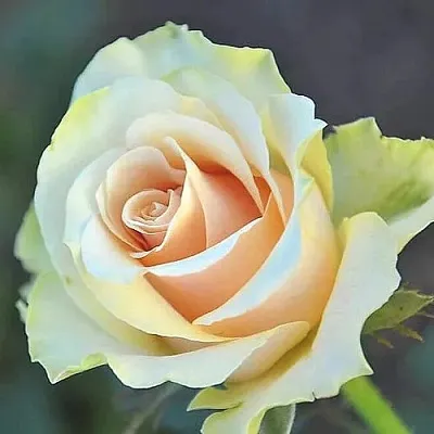 Саженцы роз ТАЛЕЯ чайно-гибридная  Саженцы роз ТАЛЕЯ чайно-гибридная в Мурманске