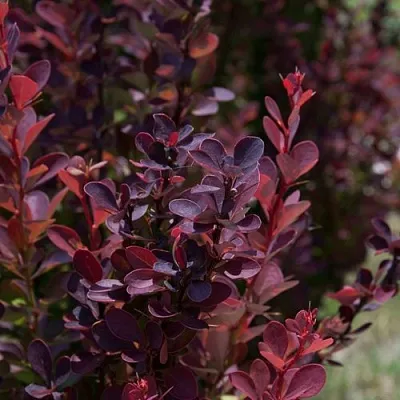Барбарис ХЕЛМОНД ПИЛЛАР тунберга в Мурманске