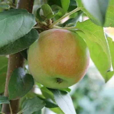 Яблоня ПОДСНЕЖНИК стелющаяся  Яблоня ПОДСНЕЖНИК стелющаяся в Мурманске