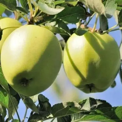 Яблоня САХАРНАЯ  Яблоня САХАРНАЯ в Мурманске