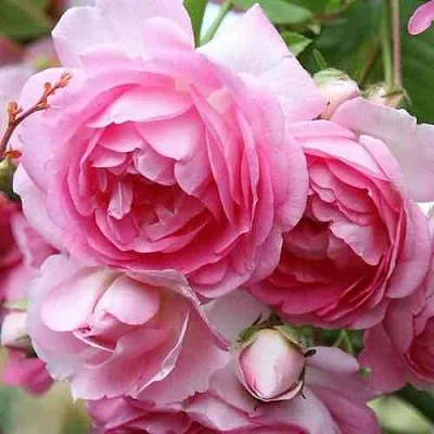 Саженцы роз ЖАСМИНА плетистая  Саженцы роз ЖАСМИНА плетистая в Мурманске