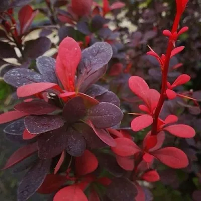 Барбарис РЕД ПИЛЛАР тунберга в Мурманске