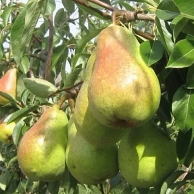 Груша ДЕЛЬБАРЬЮ  Груша ДЕЛЬБАРЬЮ в Мурманске