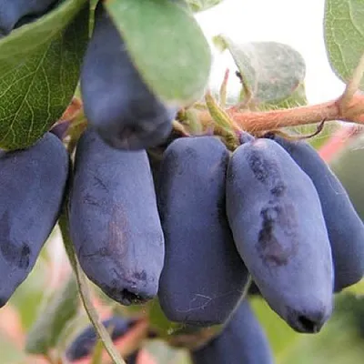 Жимолость съедобная ЛАКОМКА  Жимолость съедобная ЛАКОМКА в Мурманске