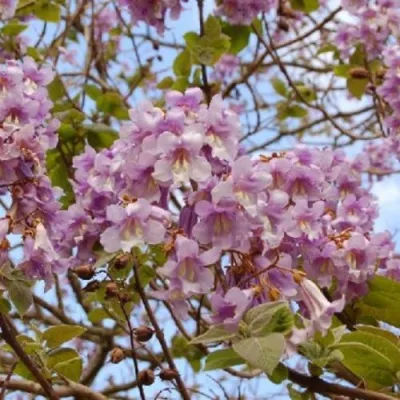 Павлония ПАО ТОГН Z07 в Мурманске