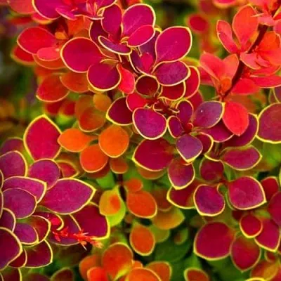 Барбарис ОРАНЖ САНРАЙЗ тунберга в Мурманске