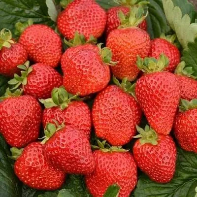 Клубника САН АНДРЕАС ремонтантная  Клубника САН АНДРЕАС ремонтантная в Мурманске