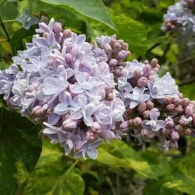 Сирень АУКУБАФОЛИЯ  Сирень АУКУБАФОЛИЯ в Мурманске