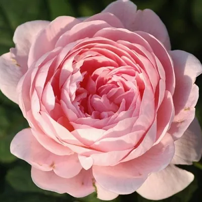 Саженцы роз КУИН ОФ СУИДЕН английская  Саженцы роз КУИН ОФ СУИДЕН английская в Мурманске