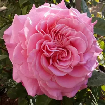 Саженцы роз ЭШЛИ чайно-гибридная — описание сорта Саженцы роз ЭШЛИ чайно-гибридная в Мурманске