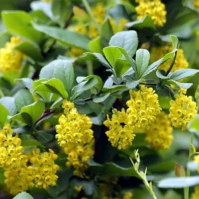 Барбарис корейский  Барбарис корейский в Мурманске