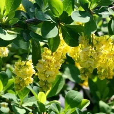 Барбарис ИНДИАН САММЕР   Барбарис ИНДИАН САММЕР  в Мурманске