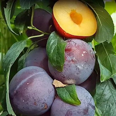 НЕКТАПРИУМ  НЕКТАПРИУМ в Мурманске