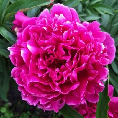 Пион КАРЛ РОЗЕНФЕЛЬД травянистый — описание сорта Пион КАРЛ РОЗЕНФЕЛЬД травянистый в Мурманске