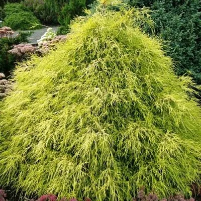 Кипарисовик ФИЛИФЕРА АУРЕА горохоплодный в Мурманске