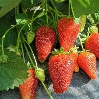 Клубника РОКСАНА  Клубника РОКСАНА в Мурманске