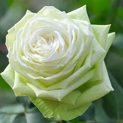 Саженцы роз ВАКАНА японская  Саженцы роз ВАКАНА японская в Мурманске