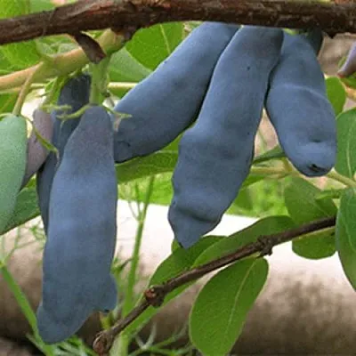 Жимолость съедобная ЛЕНИНГРАДСКИЙ ВЕЛИКАН  Жимолость съедобная ЛЕНИНГРАДСКИЙ ВЕЛИКАН в Мурманске