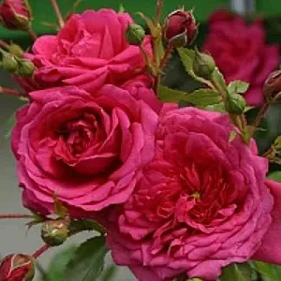 Саженцы роз ЛАГУНА плетистая  Саженцы роз ЛАГУНА плетистая в Мурманске