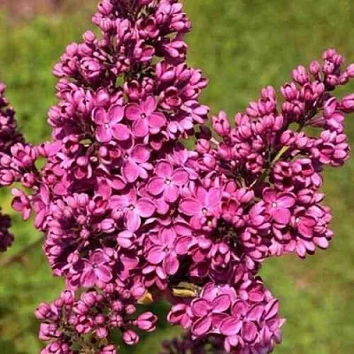 Сирень ЗНАМЯ ЛЕНИНА  Сирень ЗНАМЯ ЛЕНИНА в Мурманске