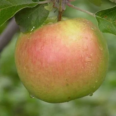 Яблоня БРЯНСКОЕ ЗОЛОТИСТОЕ  Яблоня БРЯНСКОЕ ЗОЛОТИСТОЕ в Мурманске