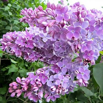 Сирень ОЛЯ  Сирень ОЛЯ в Мурманске