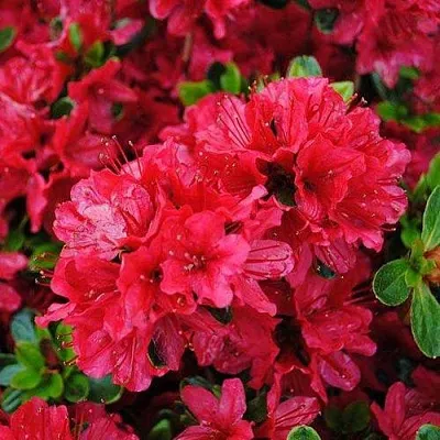 Азалия ХИНО КРИМСОН японская  Азалия ХИНО КРИМСОН японская в Мурманске